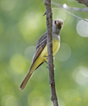 Great Crested Flycatcher 1198